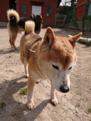 f:id:roukenhome-ann:20190407181228j:plain