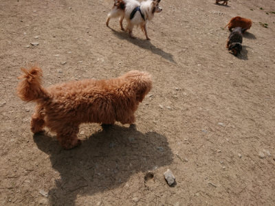 f:id:roukenhome-ann:20190407181316j:plain