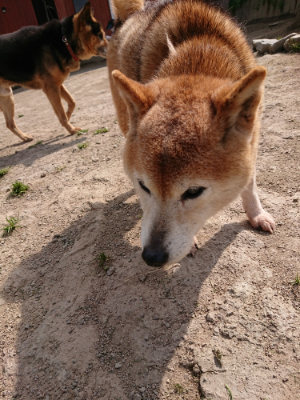 f:id:roukenhome-ann:20190407181422j:plain