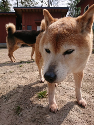 f:id:roukenhome-ann:20190407181509j:plain