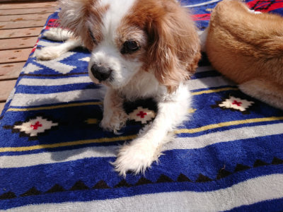 f:id:roukenhome-ann:20190407181515j:plain