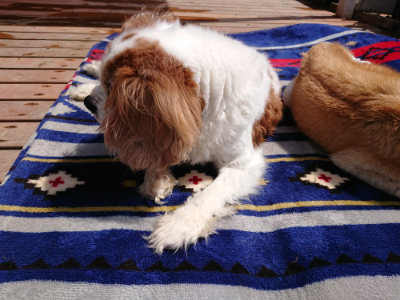 f:id:roukenhome-ann:20190407181642j:plain