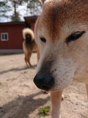 f:id:roukenhome-ann:20190407181755j:plain