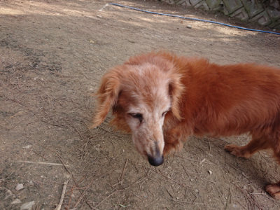 f:id:roukenhome-ann:20190407182031j:plain