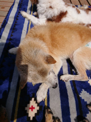 f:id:roukenhome-ann:20190407182125j:plain