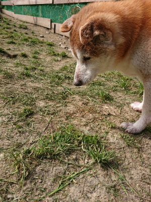 f:id:roukenhome-ann:20190407182140j:plain