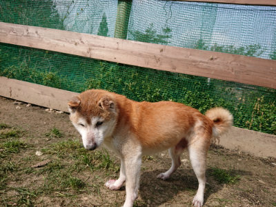 f:id:roukenhome-ann:20190407182459j:plain