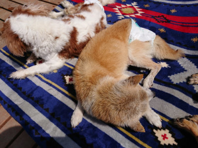 f:id:roukenhome-ann:20190407182717j:plain