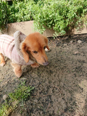 f:id:roukenhome-ann:20190407182809j:plain