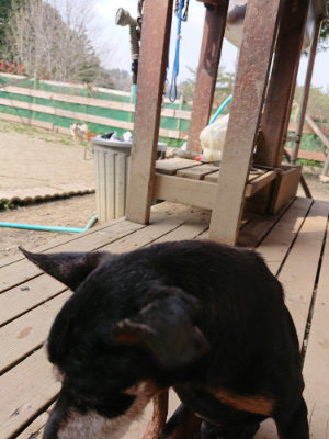 f:id:roukenhome-ann:20190407182829j:plain