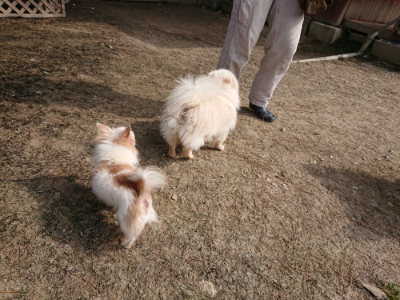 f:id:roukenhome-ann:20190407183022j:plain