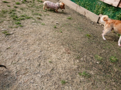 f:id:roukenhome-ann:20190407184023j:plain