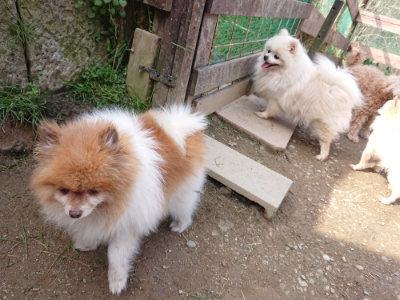 f:id:roukenhome-ann:20190407184029j:plain