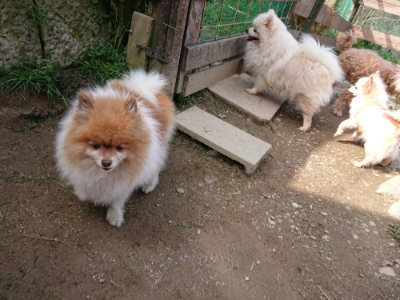 f:id:roukenhome-ann:20190407184040j:plain