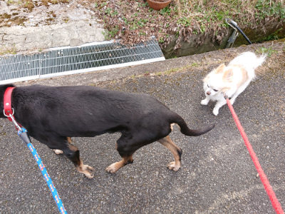 f:id:roukenhome-ann:20190407184535j:plain