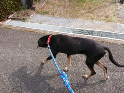 f:id:roukenhome-ann:20190407184707j:plain