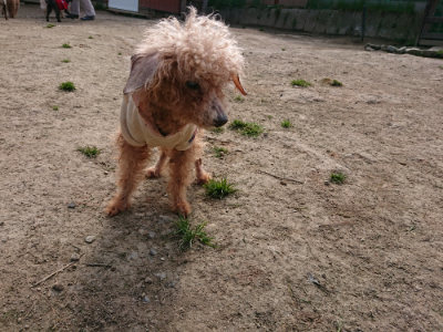 f:id:roukenhome-ann:20190407184854j:plain