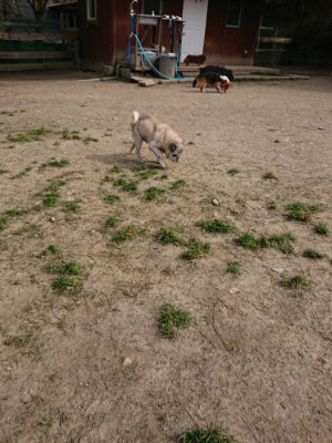 f:id:roukenhome-ann:20190407184937j:plain