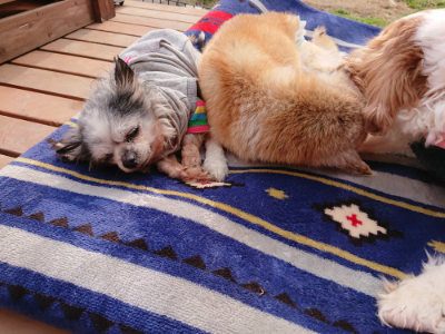 f:id:roukenhome-ann:20190407190259j:plain f:id:roukenhome-ann:20190407190259j:plain