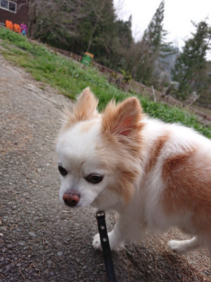 f:id:roukenhome-ann:20190407190350j:plain f:id:roukenhome-ann:20190407190350j:plain