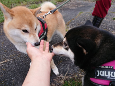f:id:roukenhome-ann:20190407190432j:plain f:id:roukenhome-ann:20190407190432j:plain