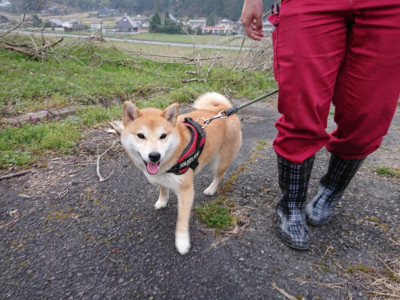 f:id:roukenhome-ann:20190407190446j:plain f:id:roukenhome-ann:20190407190446j:plain