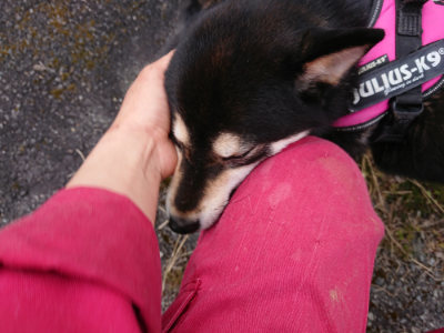 f:id:roukenhome-ann:20190407190452j:plain f:id:roukenhome-ann:20190407190452j:plain