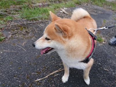 f:id:roukenhome-ann:20190407190458j:plain f:id:roukenhome-ann:20190407190458j:plain