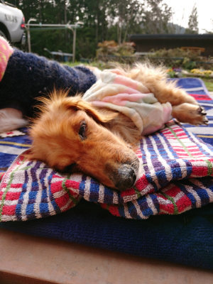 f:id:roukenhome-ann:20190407190542j:plain f:id:roukenhome-ann:20190407190542j:plain