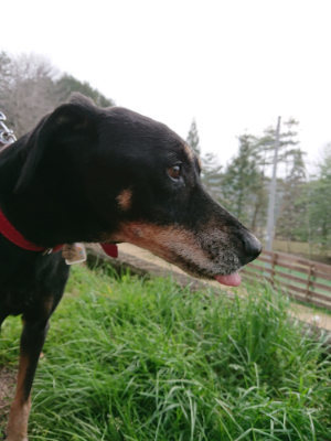 f:id:roukenhome-ann:20190407190729j:plain f:id:roukenhome-ann:20190407190729j:plain
