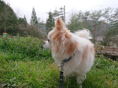 f:id:roukenhome-ann:20190407190754j:plain f:id:roukenhome-ann:20190407190754j:plain