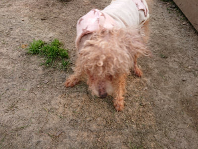 f:id:roukenhome-ann:20190407190800j:plain f:id:roukenhome-ann:20190407190800j:plain