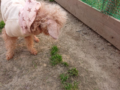 f:id:roukenhome-ann:20190407190817j:plain f:id:roukenhome-ann:20190407190817j:plain