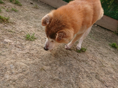 f:id:roukenhome-ann:20190407190824j:plain f:id:roukenhome-ann:20190407190824j:plain