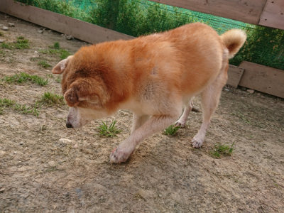 f:id:roukenhome-ann:20190407190833j:plain f:id:roukenhome-ann:20190407190833j:plain