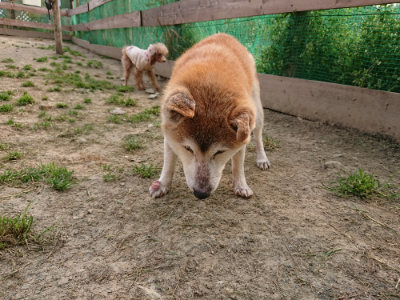 f:id:roukenhome-ann:20190407190838j:plain f:id:roukenhome-ann:20190407190838j:plain