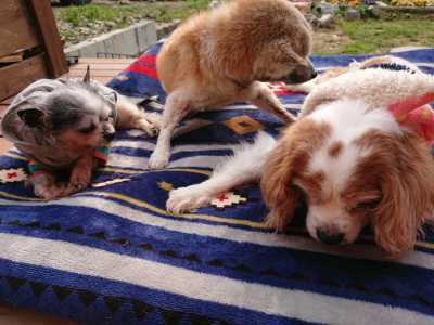 f:id:roukenhome-ann:20190407190846j:plain f:id:roukenhome-ann:20190407190846j:plain
