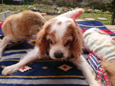 f:id:roukenhome-ann:20190407190907j:plain f:id:roukenhome-ann:20190407190907j:plain
