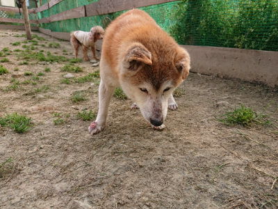 f:id:roukenhome-ann:20190407190915j:plain f:id:roukenhome-ann:20190407190915j:plain