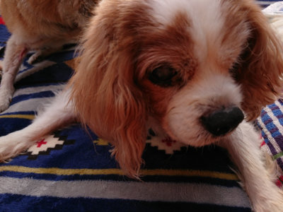 f:id:roukenhome-ann:20190407190927j:plain f:id:roukenhome-ann:20190407190927j:plain