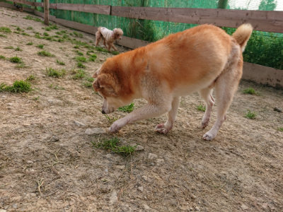 f:id:roukenhome-ann:20190407190933j:plain f:id:roukenhome-ann:20190407190933j:plain
