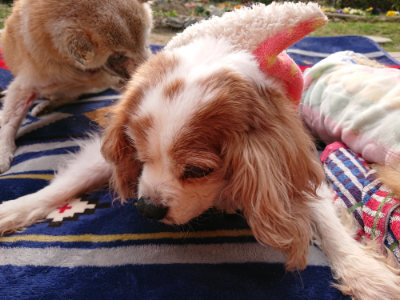 f:id:roukenhome-ann:20190407190954j:plain f:id:roukenhome-ann:20190407190954j:plain