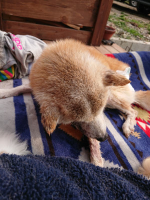 f:id:roukenhome-ann:20190407191011j:plain f:id:roukenhome-ann:20190407191011j:plain