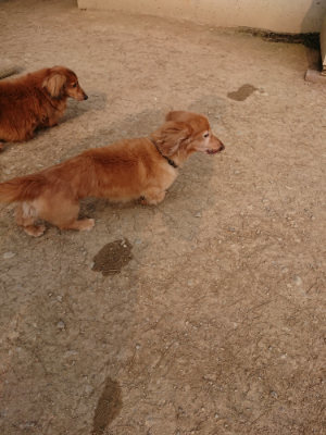 f:id:roukenhome-ann:20190407191049j:plain f:id:roukenhome-ann:20190407191049j:plain