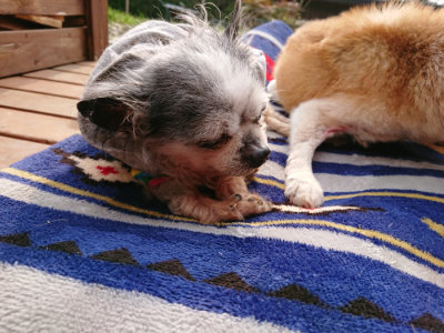 f:id:roukenhome-ann:20190407191105j:plain f:id:roukenhome-ann:20190407191105j:plain