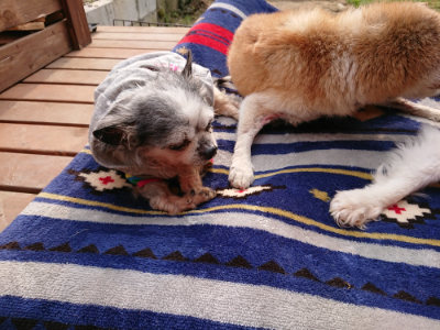 f:id:roukenhome-ann:20190407191111j:plain f:id:roukenhome-ann:20190407191111j:plain