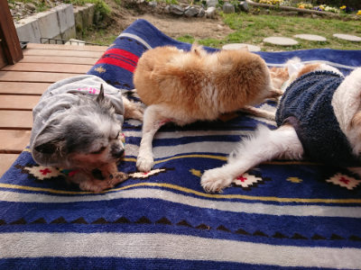 f:id:roukenhome-ann:20190407191118j:plain f:id:roukenhome-ann:20190407191118j:plain