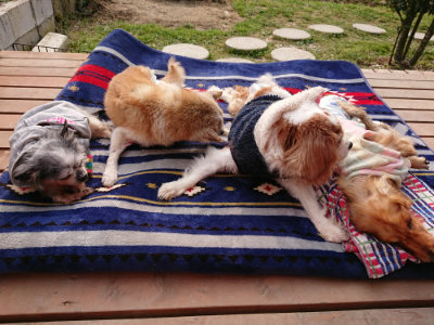 f:id:roukenhome-ann:20190407191125j:plain f:id:roukenhome-ann:20190407191125j:plain