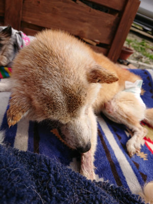 f:id:roukenhome-ann:20190407191143j:plain f:id:roukenhome-ann:20190407191143j:plain