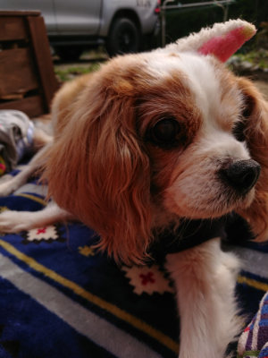 f:id:roukenhome-ann:20190407191149j:plain f:id:roukenhome-ann:20190407191149j:plain